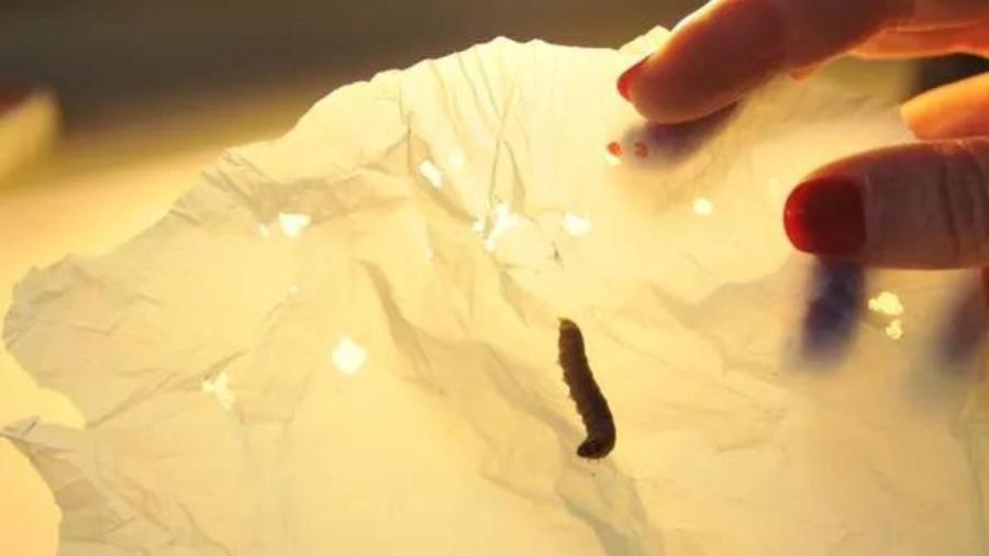  Saliva dos vermes quebram rapidamente o polietileno, material plástico mais usado no mundo - Divulgação/Nature Communications
