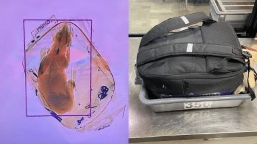 Cão foi achado dentro de uma mochila nos EUA - TSA Great Lakes/Reprodução Twitter