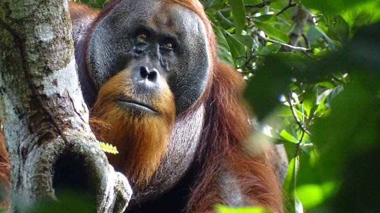 O orangotango Rakus já com o ferimento curado O orangotango Rakus já com o ferimento curado