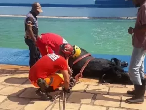 Búfalo é resgatado em piscina em clube no interior de MG; veja vídeo