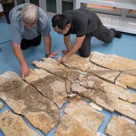 Cientistas examinam o fóssil do dinossauro Haolong dongi no Museu Geológico de Anhui, na China Cientistas examinam o fóssil do dinossauro Haolong dongi no Museu Geológico de Anhui, na China