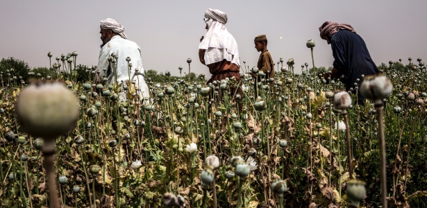 Agricultores afegãos cultivam a papoula no distrito de Nad Ali, na província de Helmand, no Afeganistão - Bryan Denton/The New York Times