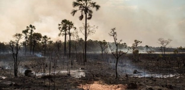 Chefe do Parque da Chapada dos Veadeiros diz que incêndio foi criminoso - Flávia Davies/ ICMBio