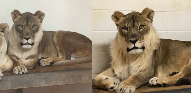 A leoa Bridget antes e depois de desenvolver sua juba  - Reprodução/Facebook/Oklahoma City Zoo and Botanical Garden