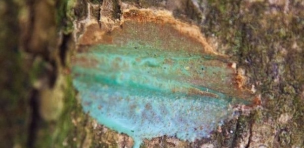 Pesquisadores descobriram que árvore do Pacífico Sul tem 25% de níquel em sua composição - Antony Van Der Ent