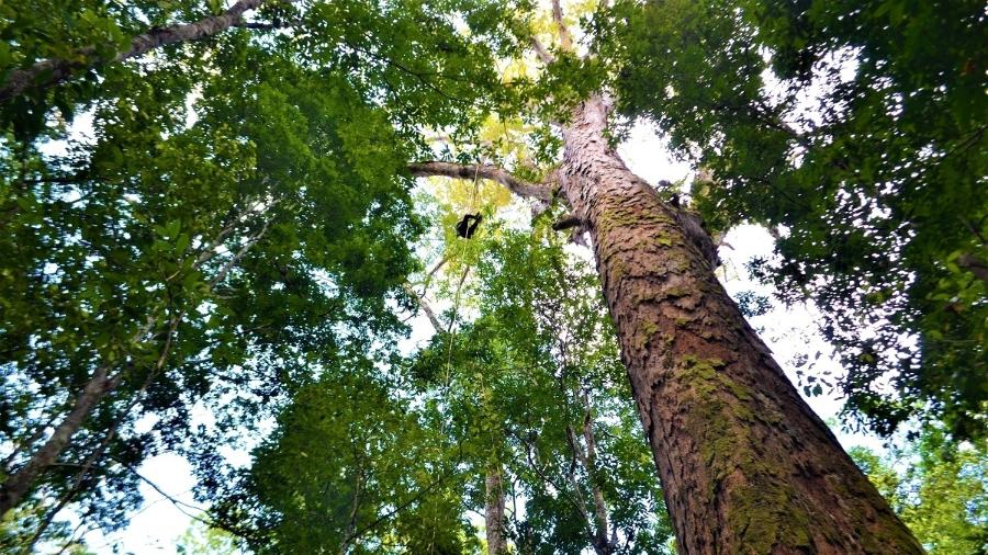 Maior árvore da Amazônia tem 88 metros de altura e 5,5 metros de circunferência - AFP Photo/Setec/Rafael Aleixo/HO