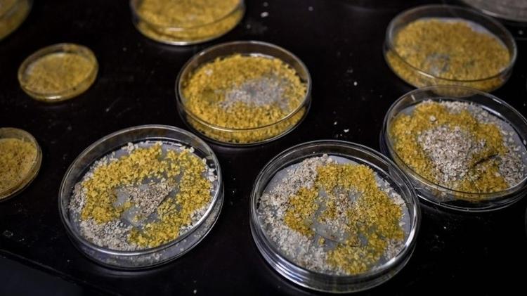 'Blobs' de até 10 metros de comprimento foram cultivados em laboratório - AFP - AFP