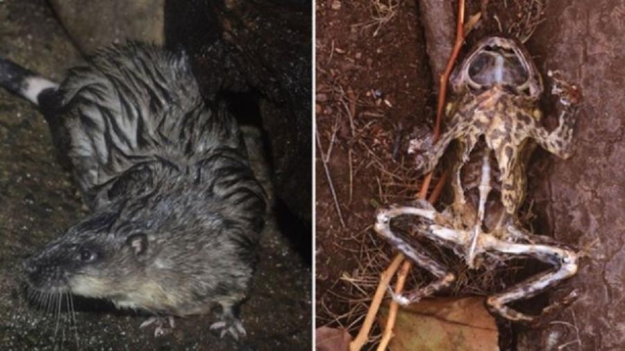 Os ratos que dissecam sapos venenosos "com precisão cirúrgica" para devorar seu coração - Reprodução/BBC News Brasil/Getty Images