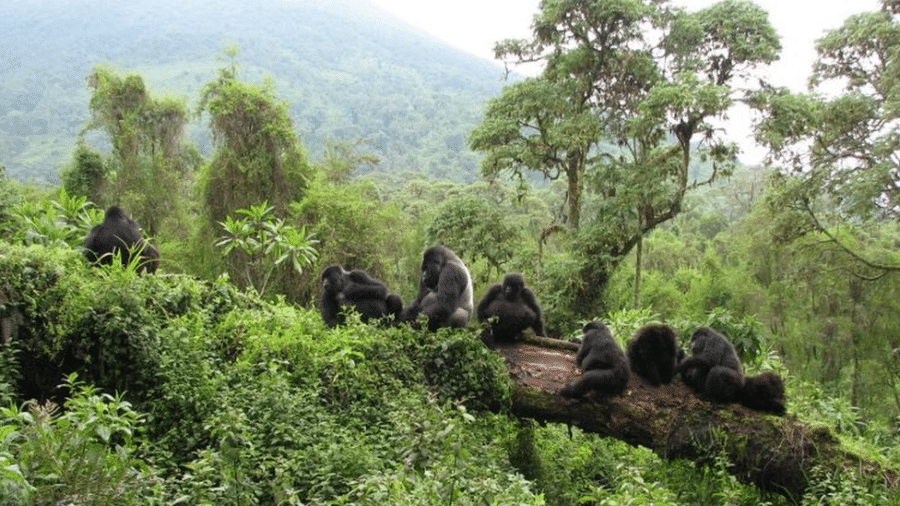 Gorilas em parque nacional na Ruanda: prevenção do desmatamento, da caça e do tráfico de animais previne contato de humanos com animais silvestres, diminuindo consideravelmente a chance de epidemias - PA Media