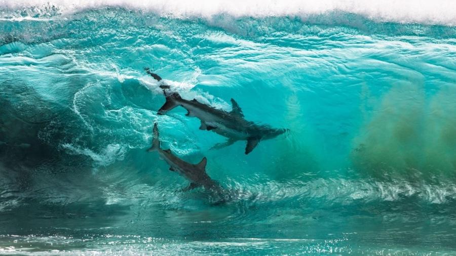 Tubarões "pegando onda" na Austrália Ocidental estão entre os finalistas do prêmio - Reprodução/Sean Scott/Ocean Photography Awards