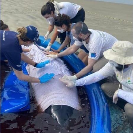 Baleia encalhada em SC recebe cuidados de técnicos