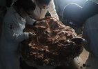 Fóssil de dinossauro quase completo é encontrado no RS após chuvas - Divulgação