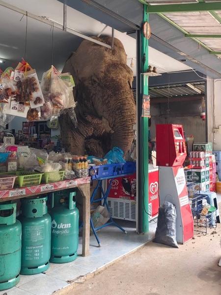 Elefante escapa de parque nacional na Tailândia e invade mercearia