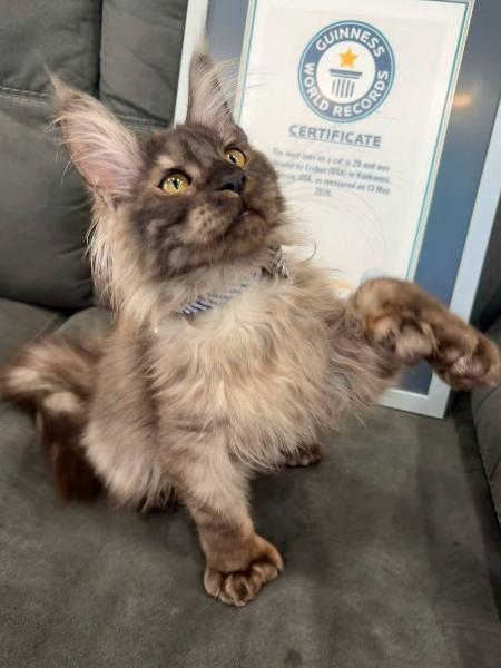 Divulgação/Facebook/BlueNorthern Maine coons