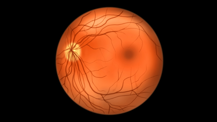 Retina tem dez camadas delicadas e transparentes que, reunidas, têm em média 0,2 milímetro de espessura Retina tem dez camadas delicadas e transparentes que, reunidas, têm em média 0,2 milímetro de espessura