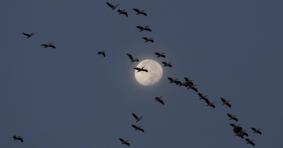 30.set.2015 - Pelicanos voam sobre o vale de Jezreel no início da manhã, perto do parque Nacional Maayan Harod, no norte de Israel