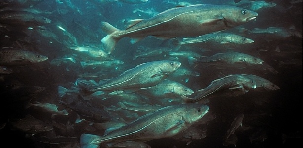 O bacalhau do Atlântico (da espécie "Gadus morhua") está desaparecendo, segundo um novo estudo  - Gilbert Van Ryckevorsel / WWF-Canada