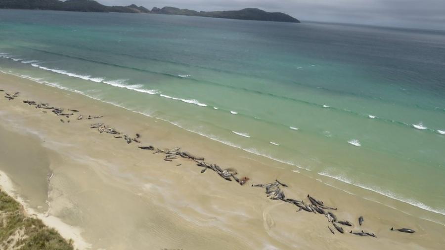 Não está claro o que levou os animais a ficarem presos na areia - Departamento de Conservação da Nova Zelândia