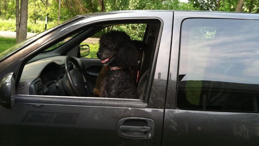 A americana Cynthia Franks costumava dirigir com seu poodle Merlin no banco da frente - Reprodução/Cynthia Franks