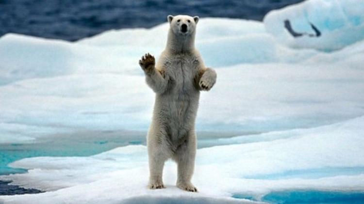 Segundo especialistas, é mas difícil direcionar os esforços de conservação para organismos vivos que não sejam tão bonitos quanto outros animais ameaçados, como ursos polares - Getty Images - Getty Images