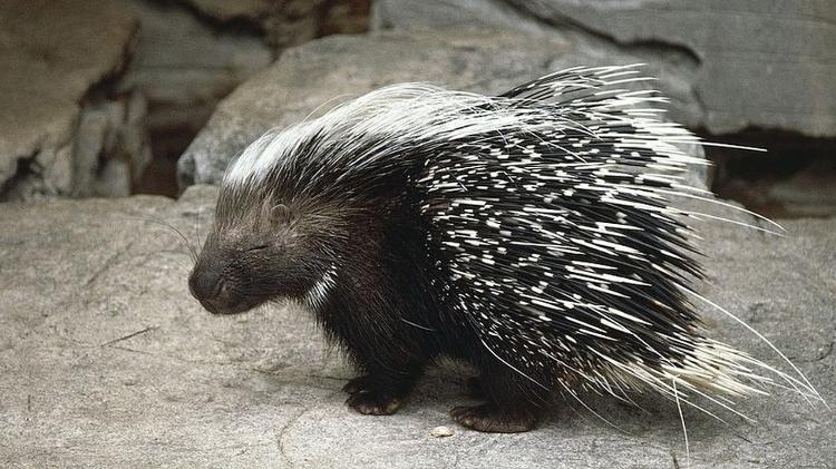Hedgehog spines inflict painful wounds, so few animals dare attack it - GETTY IMAGES - GETTY IMAGES