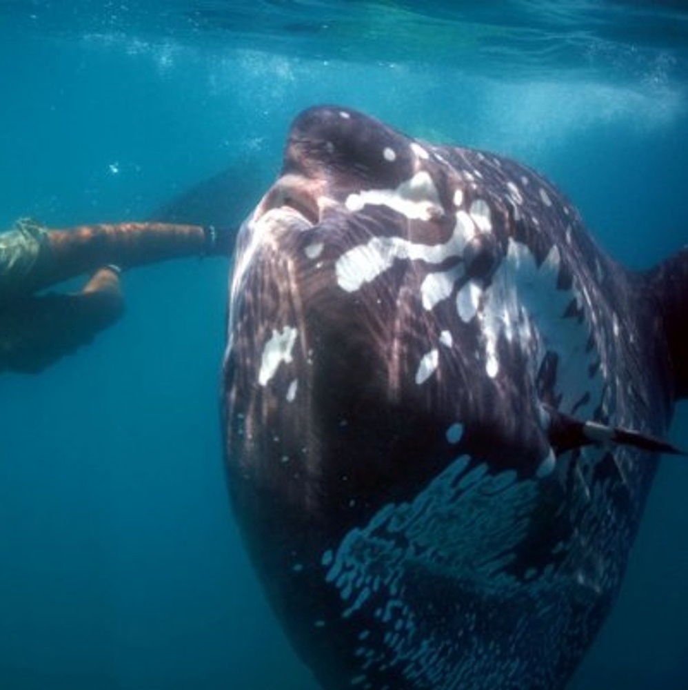 Conheça o fenômeno oceânico que está aproximando os tubarões da costa nos  EUA