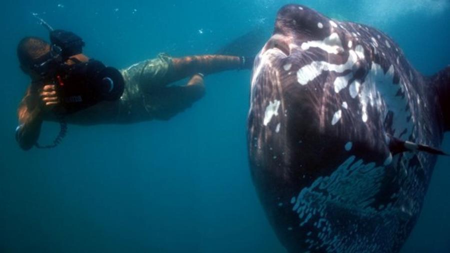 Na imagem, o biólogo Clarêncio Baracho é flagrado gravando em vídeo o momento em que um peixe-lua se aproxima - Arquivo Pessoal/Sérgio Cipolotti