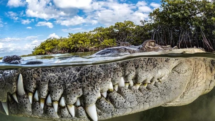 Fotógrafa fez registro de crocodilo no arquipélago de Jardines de la Reina - TANYA HOUPPERMANS