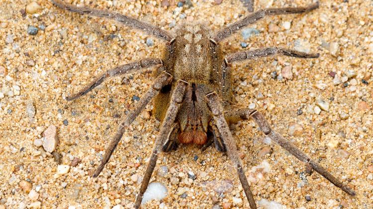 Aranha-armadeira (Phoneutria spp.)