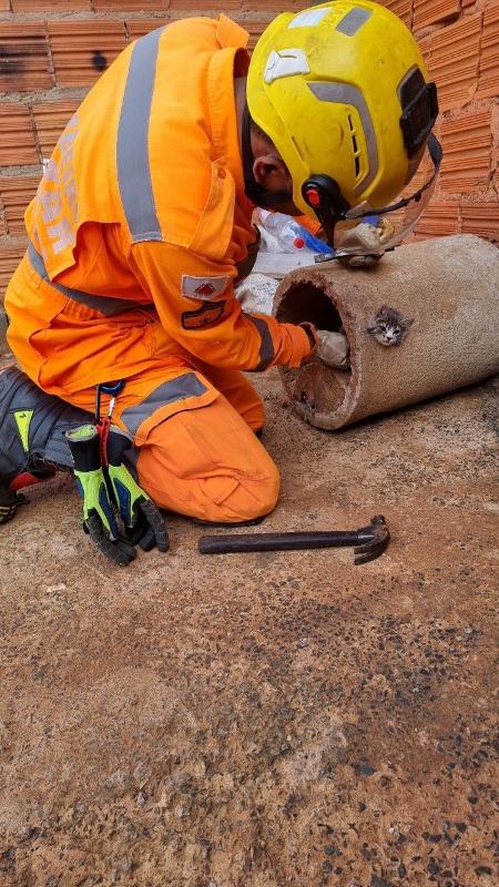 Corpo de Bombeiros conseguiu resgatar o gato sem ferimentos