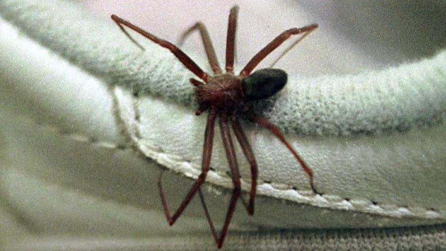 5 esconderijos da aranha-marrom dentro de casa que exigem atenção