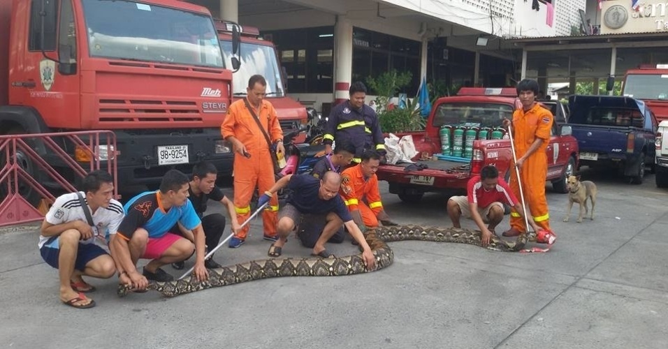 24.ago.2015 - Uma cobra de quase oito metros foi encontrada próximo a um restaurante em Thonburi, Bancoc, Tailândia. A serpente píton-reticulada de quase 200 quilos foi recolhida por uma equipe de 17 bombeiros