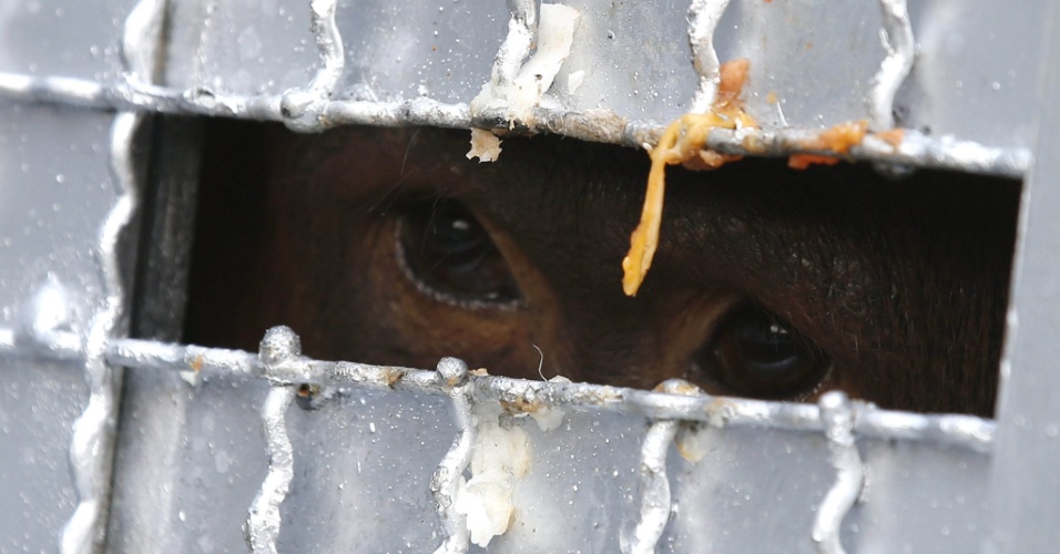 11.nov.2015 - Orangotango olha através de um buraco em sua jaula antes de ser transferido, no centro de criação Khao Pratupchang na província de Ratchaburi (Tailândia)