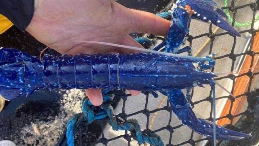 Lagosta azul muito rara é capturada e devolvida ao mar na Inglaterra - Reprodução/ Facebook / Tom Lambourn / National Lobster Hatchery