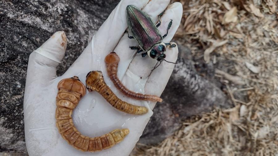 Besouro metálico e larvas encontrados em árvore atacada em Fortaleza (CE) pelo inseto