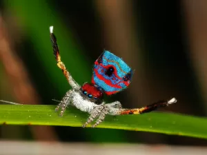 Aranha-pavão seduz com abdômen colorido e dança, mas ritual pode ser mortal