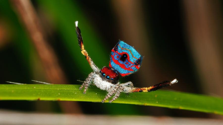 Aranha-pavão dança com as patas para cima para conquistar fêmeas