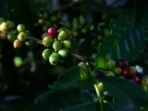 Secretário de Agricultura de SP pede US$ 200 mi à ONU para infraestrutura