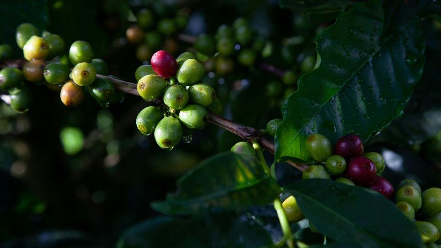 Plantação de café em São Sebastião da Grama (SP) - Projeto Café Gato-Mourisco/Unsplash