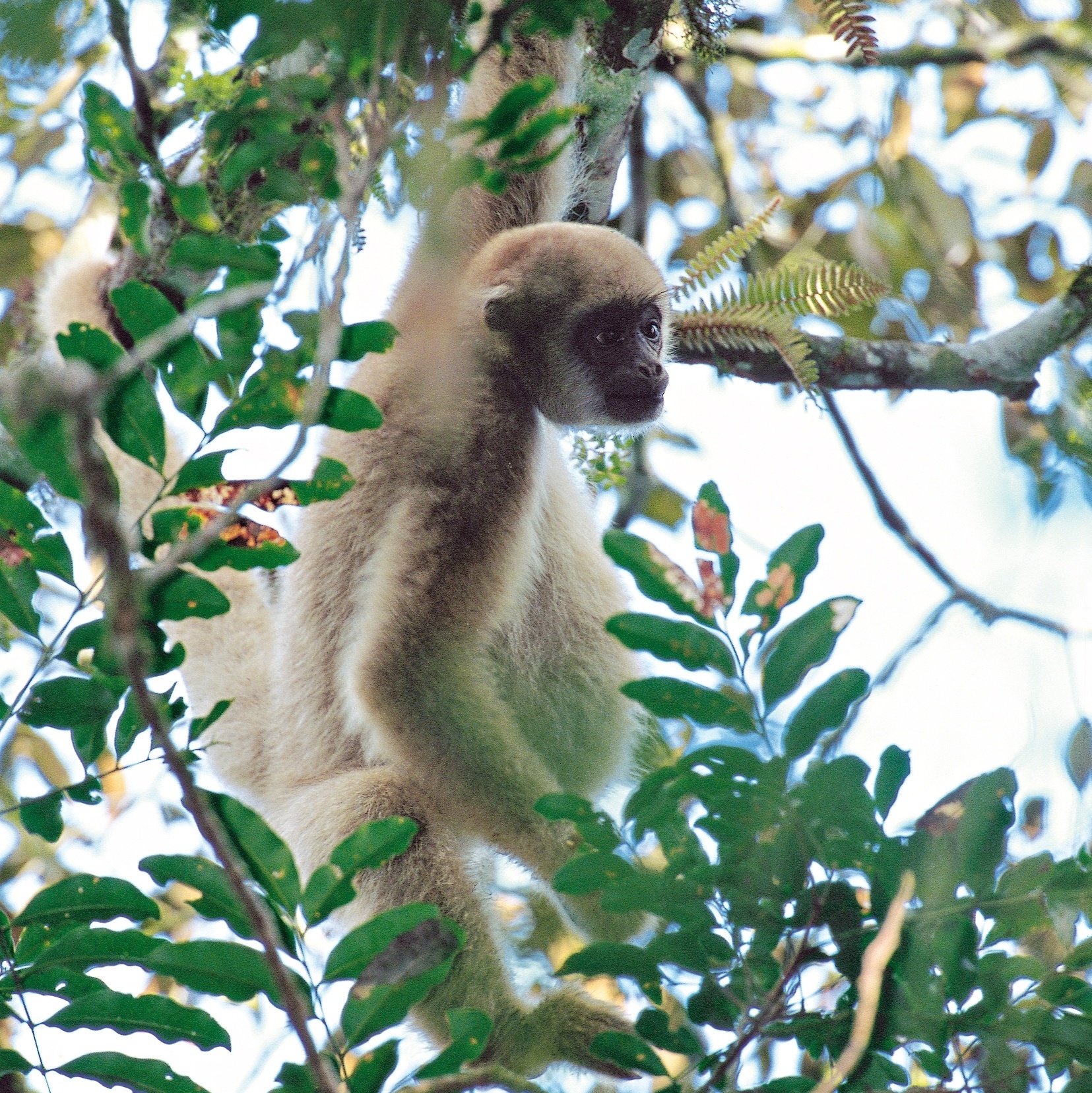 Guarda Municipal resgata macaco-prego abandonado em porta de