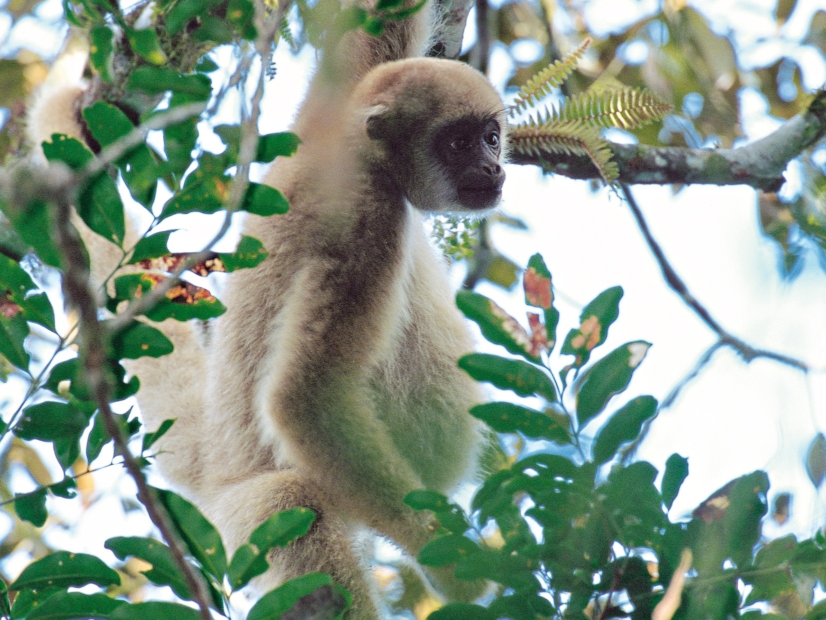 Macaco Branco: comunidade tomada pelo mato - Grupo A Hora