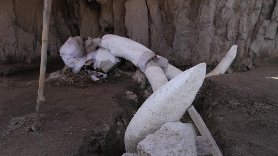 6.nov.2019 - Ossos de mamutes encontrados em Tultepec, no México - Xinhua/Str