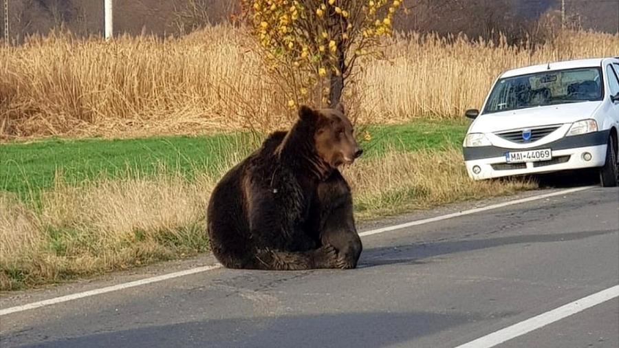 Encontros com ursos estão se tornando cada vez mais comuns no país - BRASOV ROADS AND BRIDGES DIRECTORATE via BBC