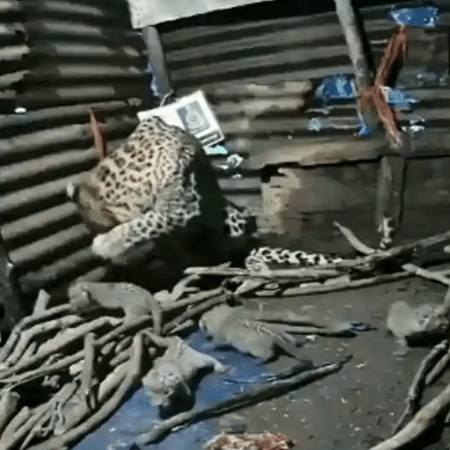 Uma leopardo fêmea deu à luz quatro filhotes em cabana na Índia - Reprodução / Twitter