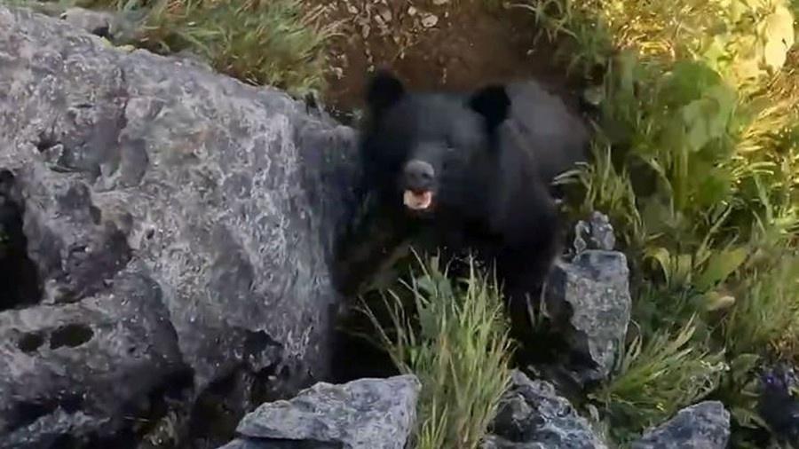 Alpinista registrou a cena do ataque do urso com GoPro - Reprodução/Youtube