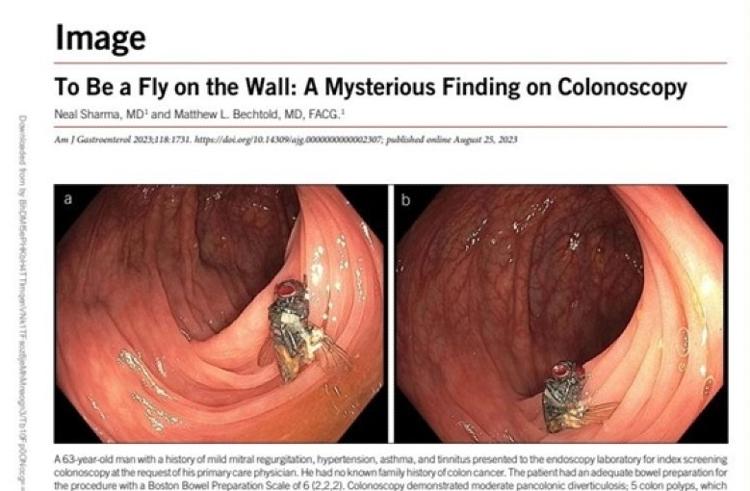 Capa do artigo científico com a imagem da mosca encontrada no intestino