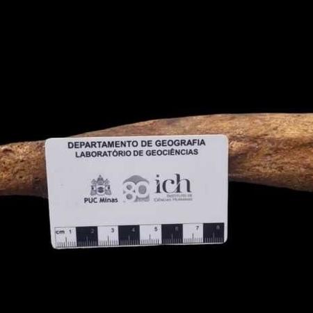 Rádio esquerdo da preguiça gigante cujo fóssil foi encontrado em MG
