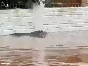 Jacaré é visto nadando em bairro de Porto Alegre após chuvas; vídeo