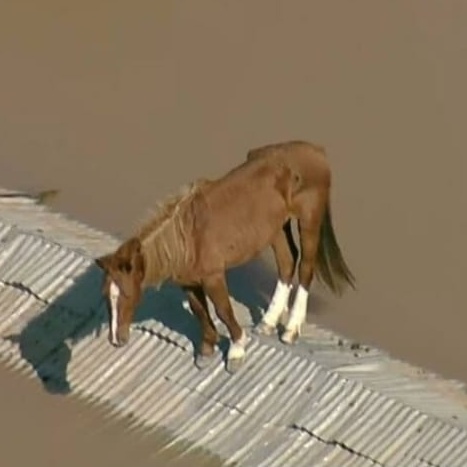 Cavalo Caramelo no telhado: como é feito o resgate nas enchentes do RS