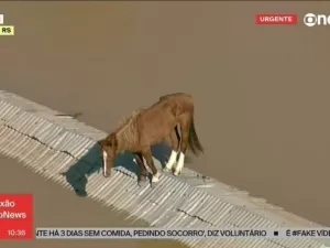 TV flagra cavalo se equilibrando em cima de telhado cercado por água no RS